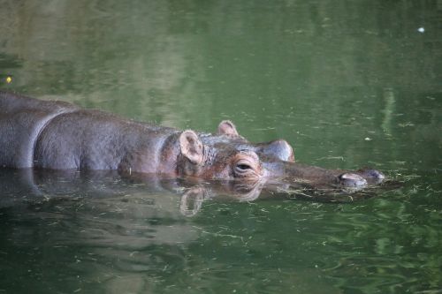 hippo water hippopotamus