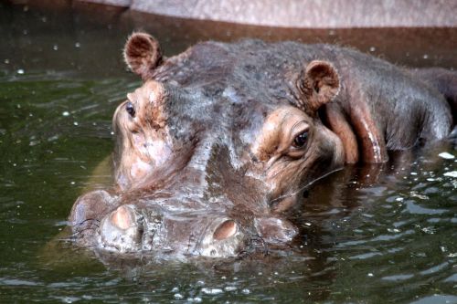 hippo hippopotamus amphibius nature
