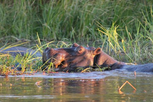 hippo africa swamp