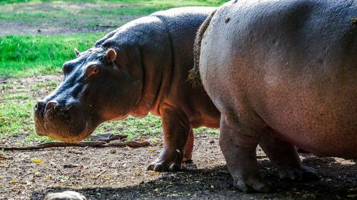 hippo hippopotamus nature