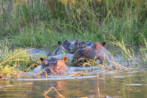 hippo africa safari