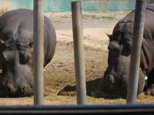 hippo zoo hippopotamus