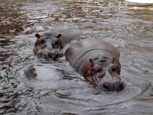 hippo nature water
