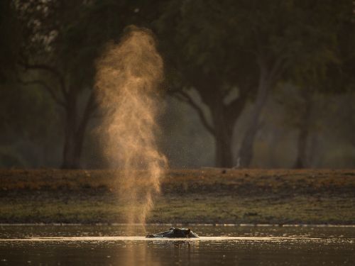 hippo hippo snort sunset