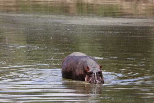 hippo wildlife safari