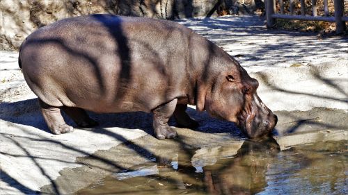 hippo animal hippopotamus