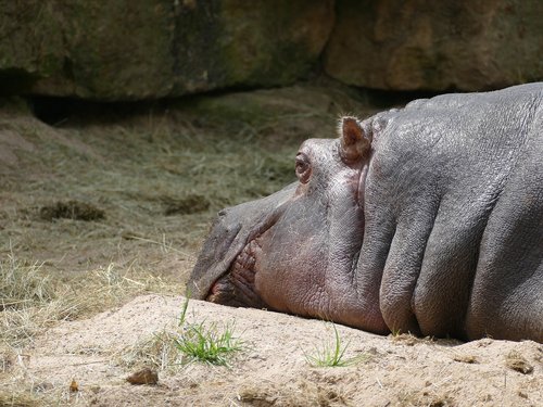 hippo  mammal  animal