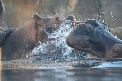 hippo  fight  water