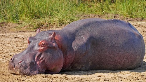 hippo  animal  relaxation