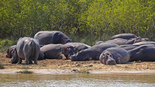 hippo  group  lazy