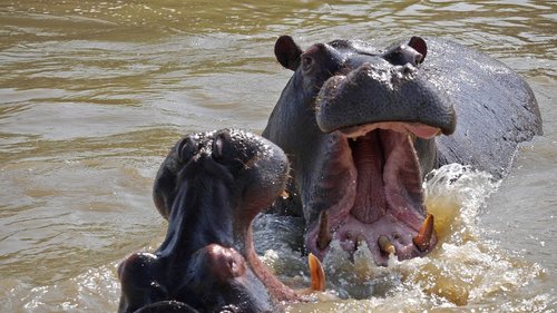hippo  play  wild