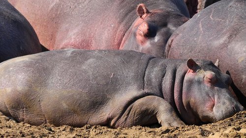 hippo  young  animal world