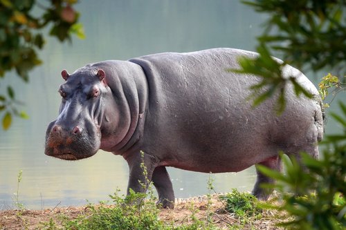 hippo  nature  animal world