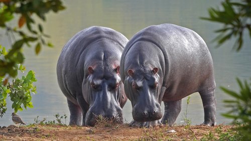 hippo  nature  animal world