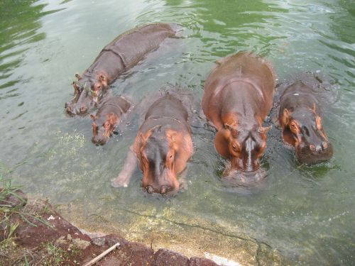 hippo africa grey