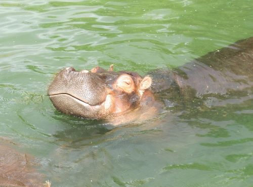 hippo africa grey
