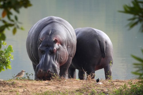 hippo  safari  animal world