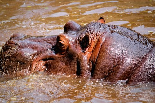 hippo  amphibious  mud