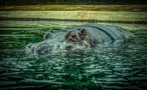 hippo  hippopotamus  water