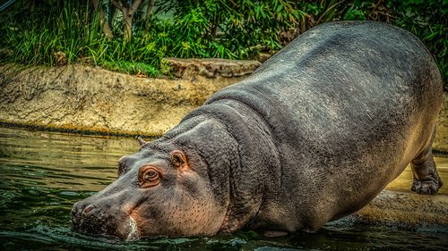 hippo  hippopotamus  water