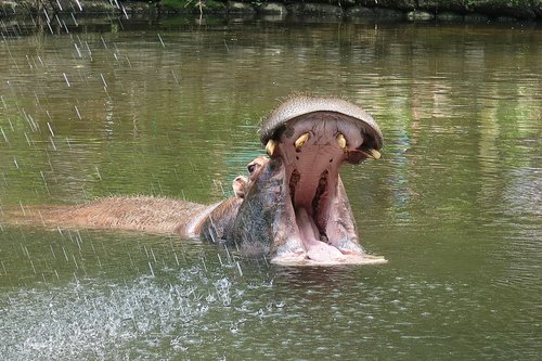 hippo  predator  teeth