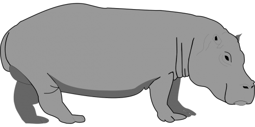 hippo gray hippopotamus