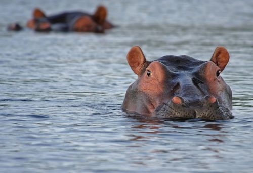hippo hippopotamus animal