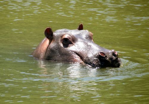 hippo africa nature