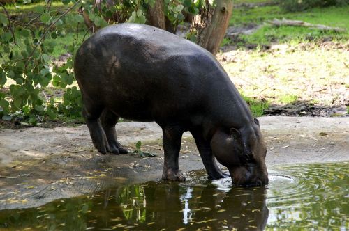 hippo hippopotamus wildlife