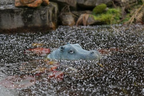 hippo nature ice