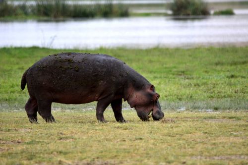 hippo amboseli africa