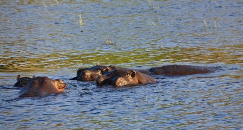 hippo hippopotamus river