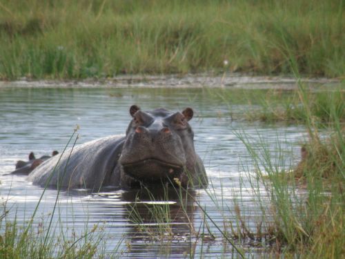 hippo hippopotamus wild