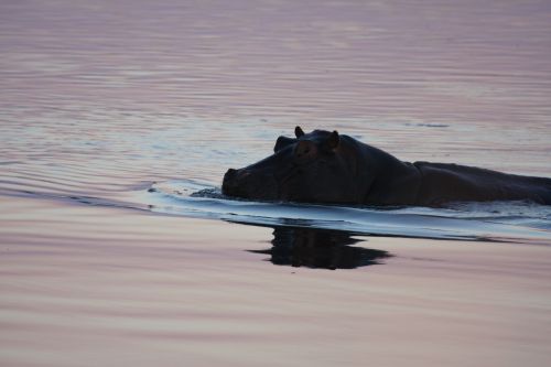 hippo swimming namibia
