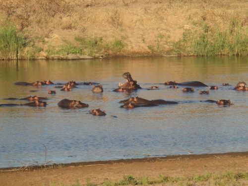 hippo hippopotamus water