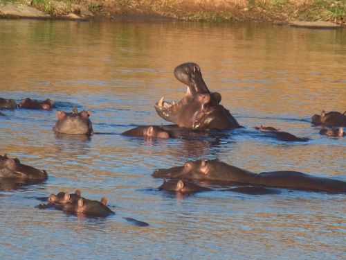 hippo hippopotamus water