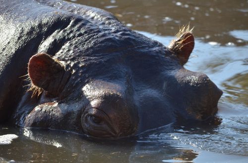 hippo zoo animal