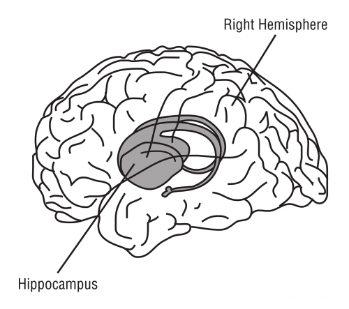 hippocampus brain anatomy