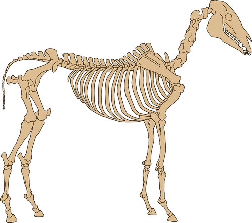 hippologie  anatomy  skeleton