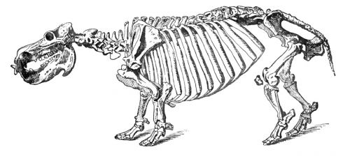 hippopotamus skeleton animal