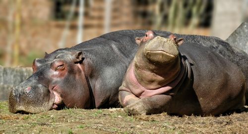 hippopotamus baby mother