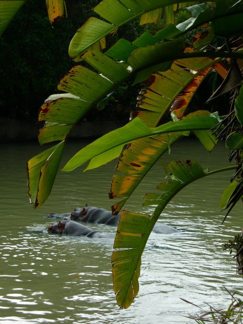 hippopotamus hippos swimming