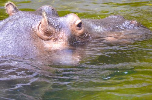 hippopotamus hippo dangerous