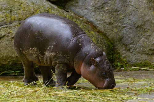 hippopotamus baby zoo