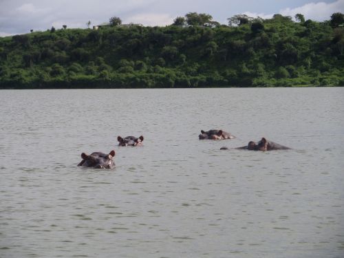 hippopotamus wild africa