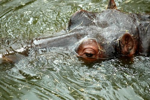 hippopotamus hippo water