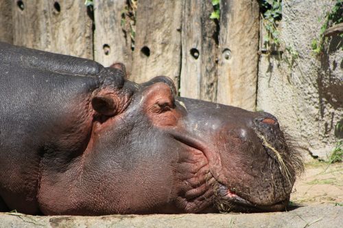 hippopotamus nature hippo