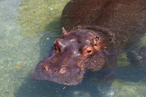 hippopotamus hippo herbivores