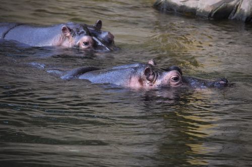 hippopotamus hippo mammal