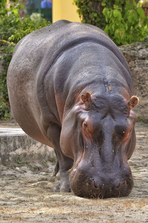hippopotamus hippo zoo